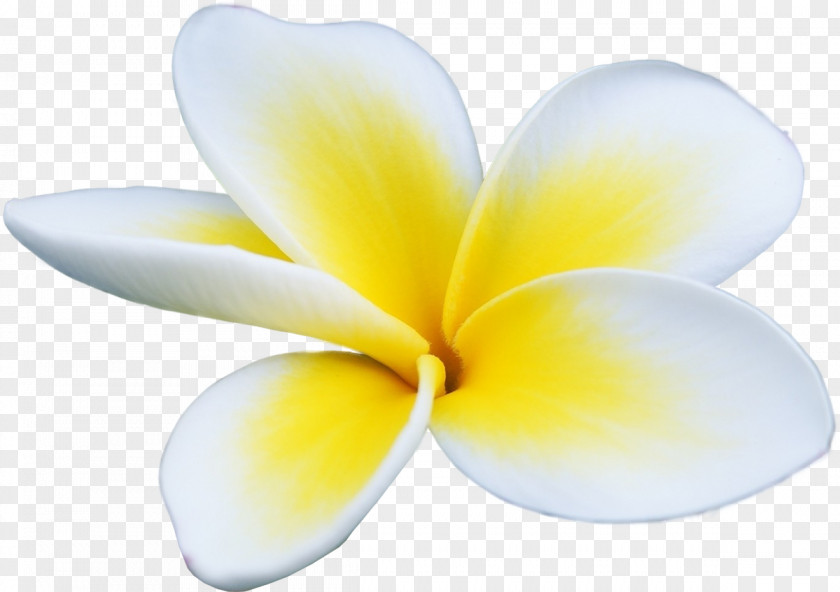 Flower Petal Stock Photography Frangipani Yellow PNG