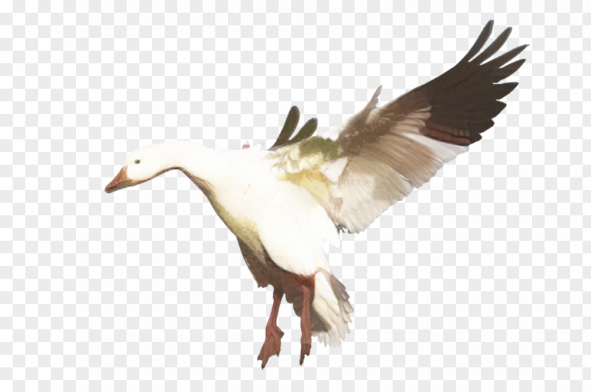 Goose Duck Swans Mallard PNG