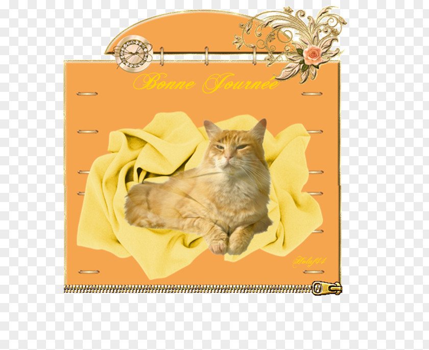 Kitten Whiskers Cat Picture Frames Fauna PNG