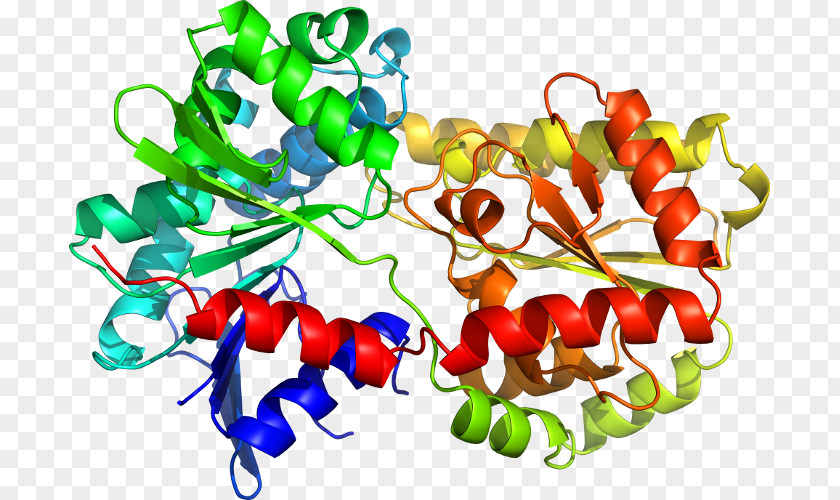 Shigatoxigenic And Verotoxigenic Escherichia Coli Chili Pepper Tryptophan Synthase Structural Biology Toll Structure PNG