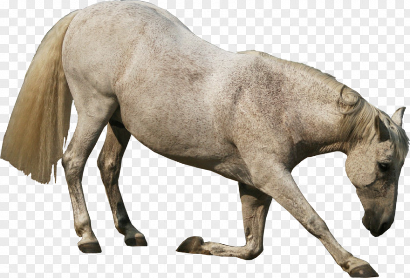 Andalusian Horse Friesian GIMP PhotoScape PNG