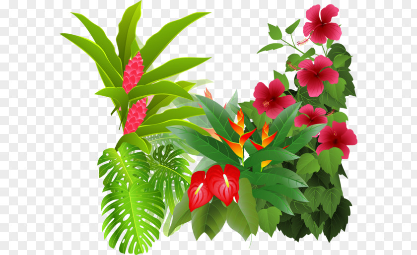 Flower Tropical Rainforest Drawing Clip Art PNG