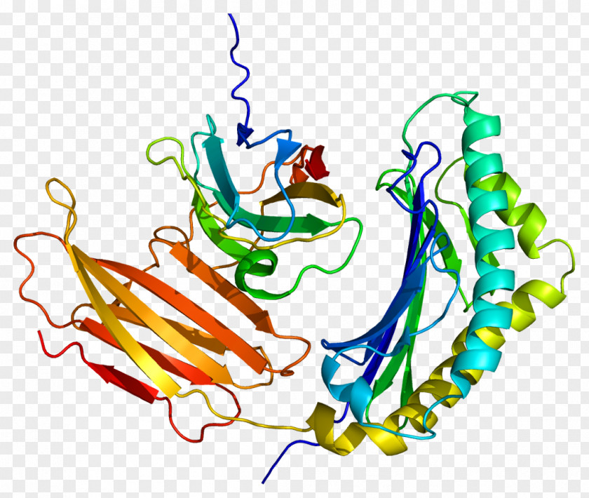 Induced Prolactin-induced Protein Alpha-lactalbumin Casein PNG