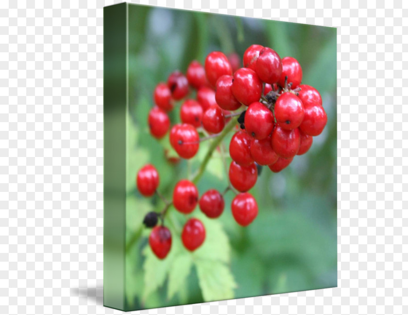 Lingonberry Zante Currant Shepherdia Cranberry PNG