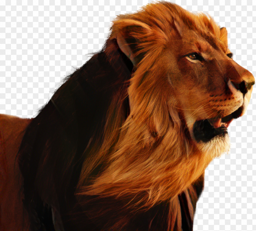 Lion Khodahafez Cat Music Whiskers PNG