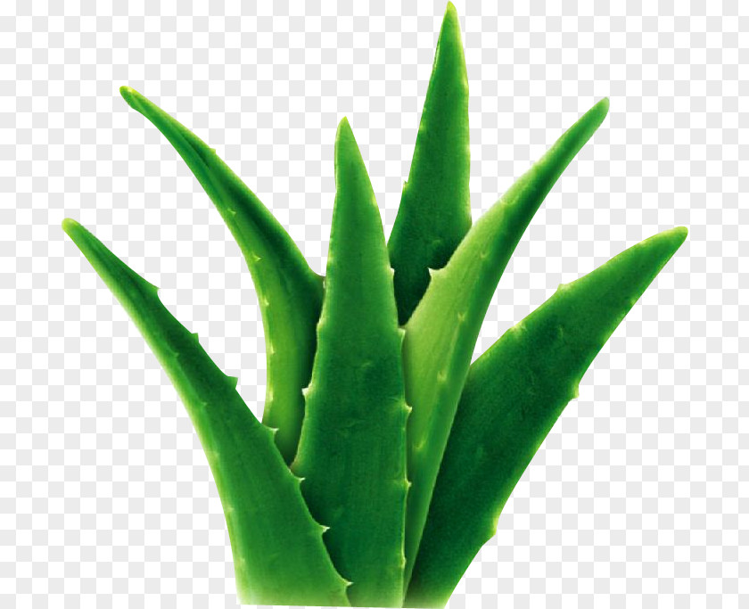 Aloe Vera Extract Succulent Plant Gel Herb PNG