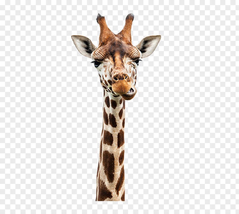 Giraffes Giraffe Stock Photography Royalty-free PNG