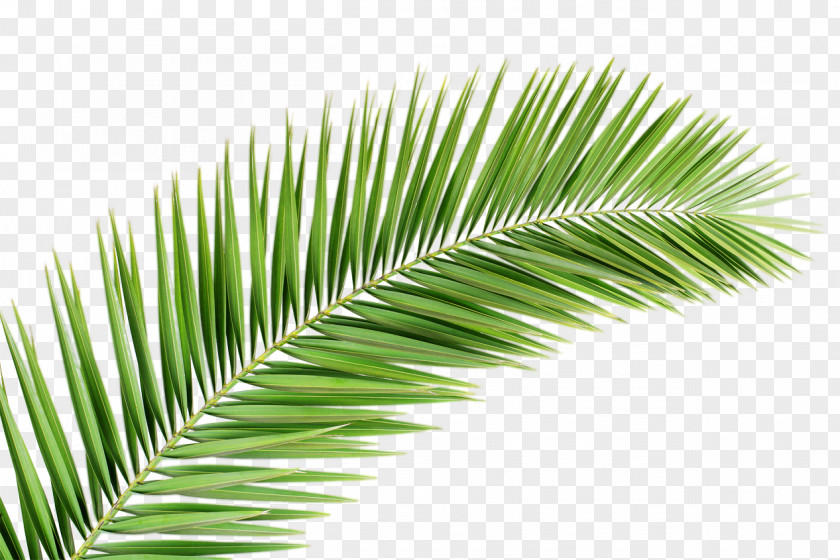 Palm Tree Arecaceae Branch Leaf Clip Art PNG