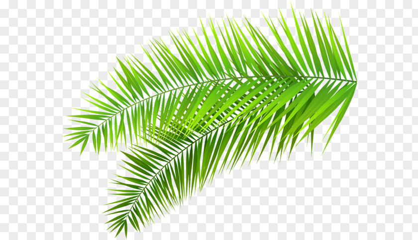 Palm Tree Tropical Tropic Clip Art Trees Leaf Branch PNG