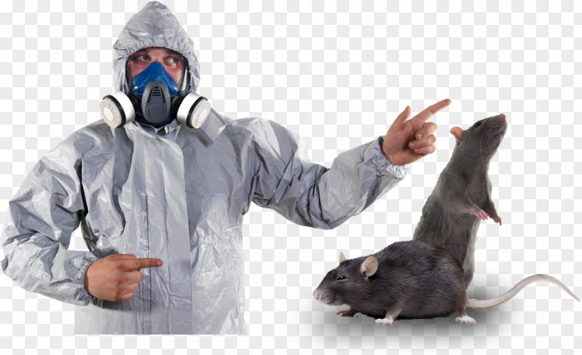 Rat Royalty-free Stock Photography Pest Control PNG