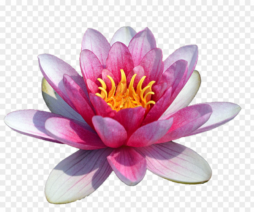 Water Lily HD Egyptian Lotus Clip Art PNG