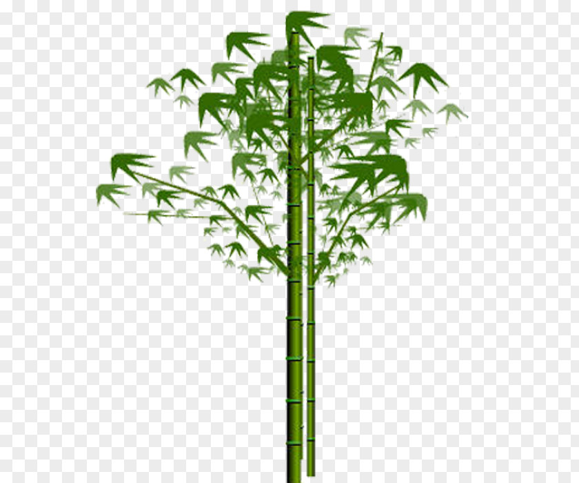 Bamboo Euclidean Vector Plant PNG