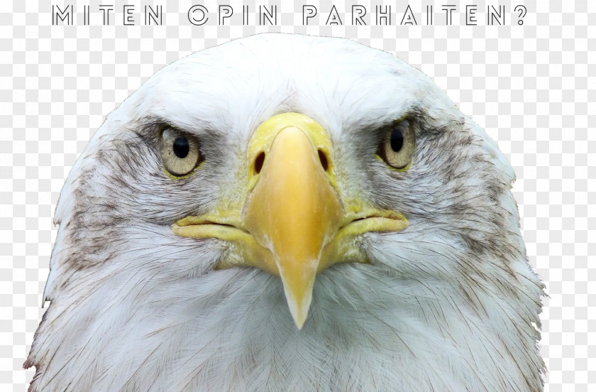 Bird Bald Eagle Desktop Wallpaper 4K Resolution Ultra-high-definition Television PNG