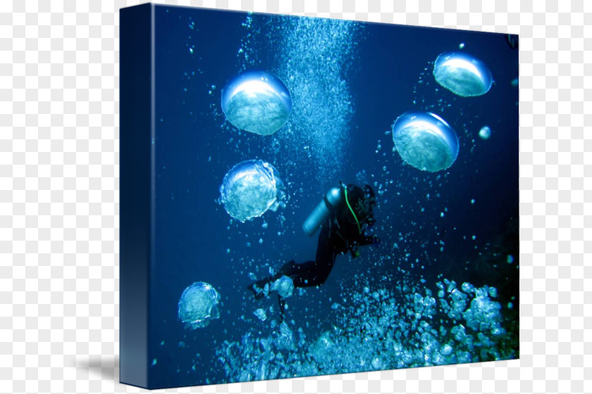 Bubbles Underwater Marine Mammal Biology Public Aquarium PNG
