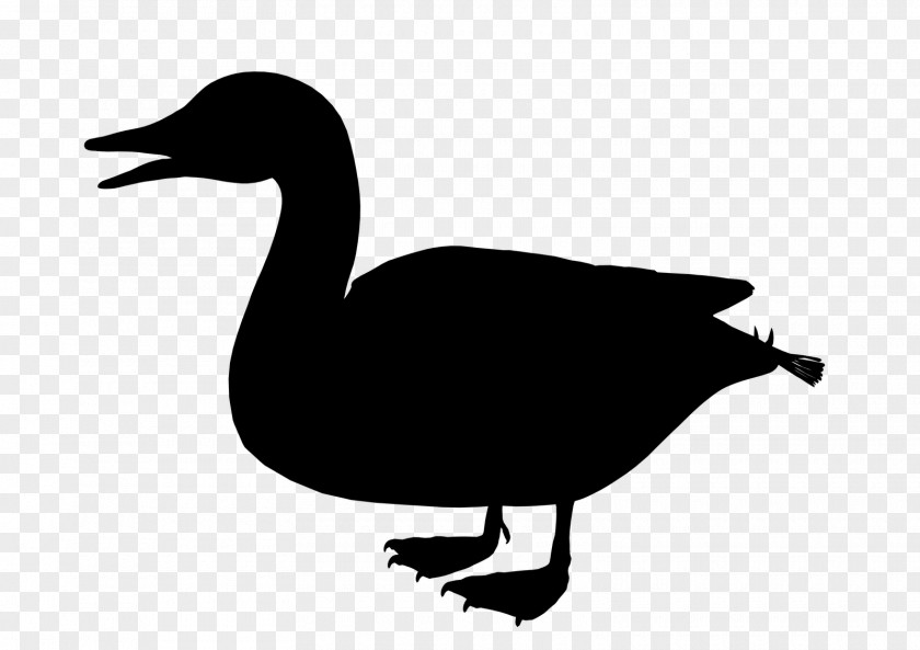 Duck Goose Clip Art Fowl Fauna PNG