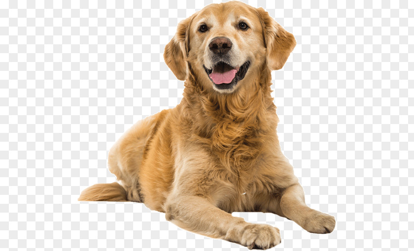 Golden Retriever Puppy Dog Training Shock Collar Toys PNG