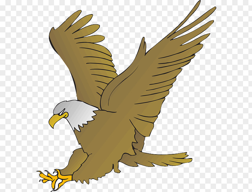 Kite Bald Eagle Bird Of Prey Golden Accipitridae PNG
