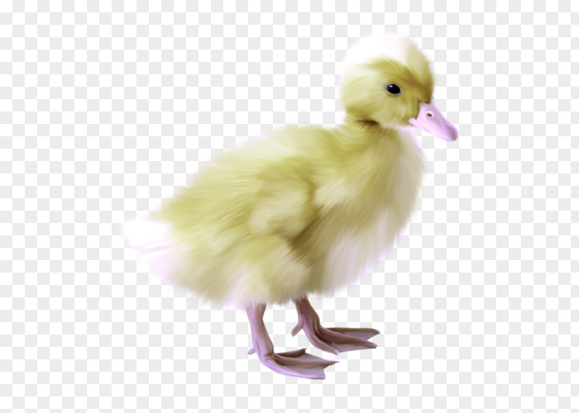Duck Goose Chicken Bird Clip Art PNG