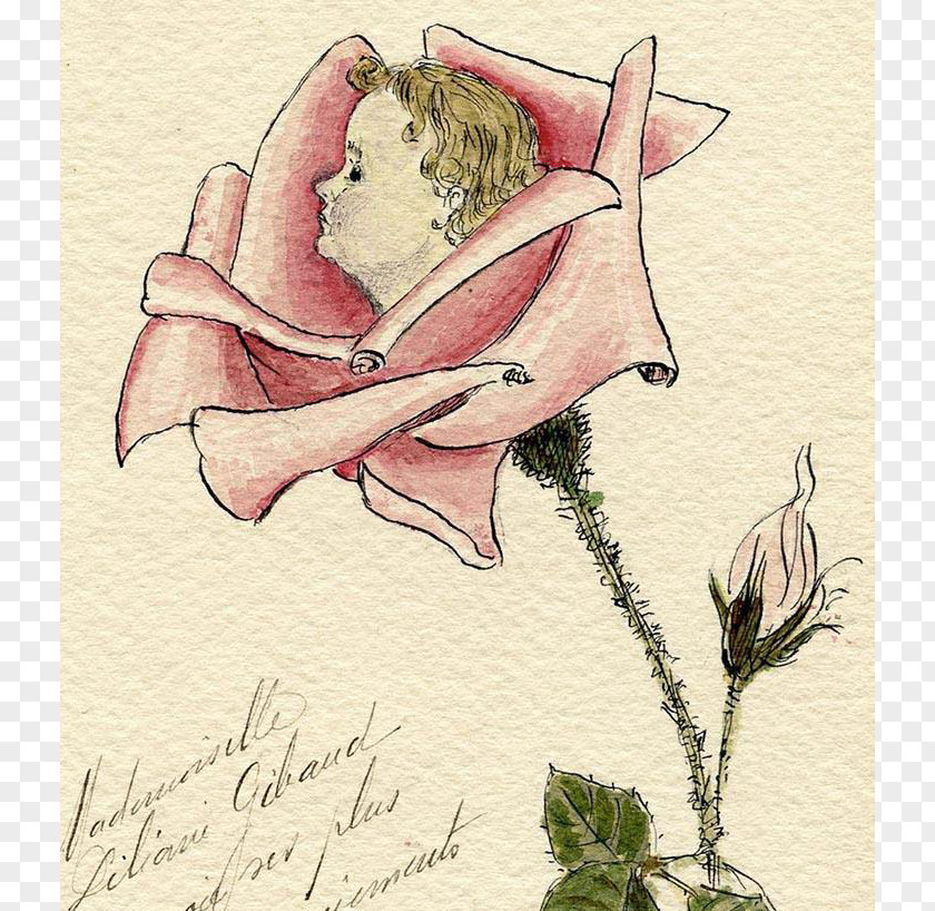 Hand-painted Baby Rosaceae Drawing /m/02csf Rose PNG