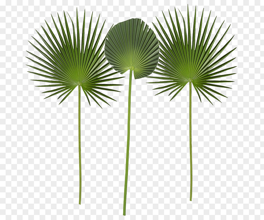 Palm Tree Leaf PNG