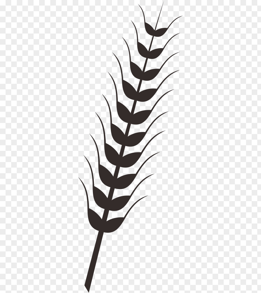 Rice Wheat Paddy Drawing Clip Art PNG