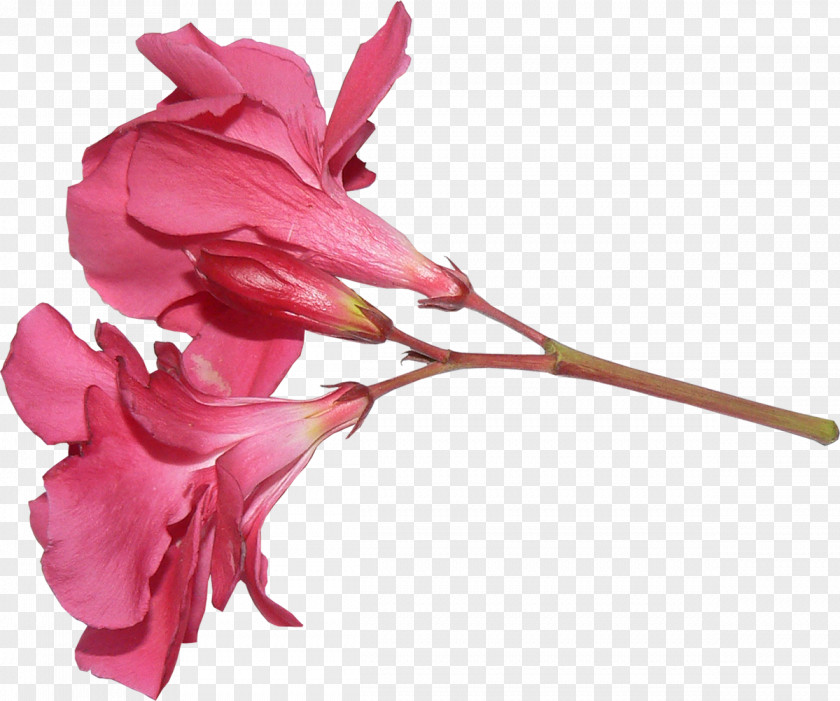 Rose Family Cut Flowers Pink M Plant Stem PNG