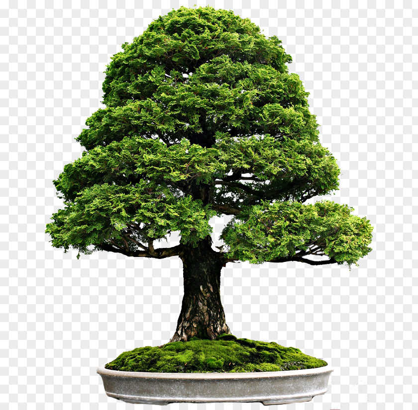 Tree Indoor Bonsai Bald Cypress PNG