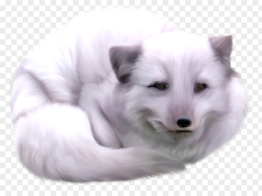 Arctic Fox Clipart Download Dog Breed Centerblog Wolf PNG