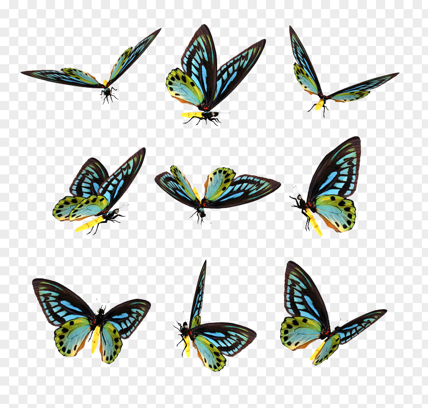 Butterfly Lossless Compression Data PNG