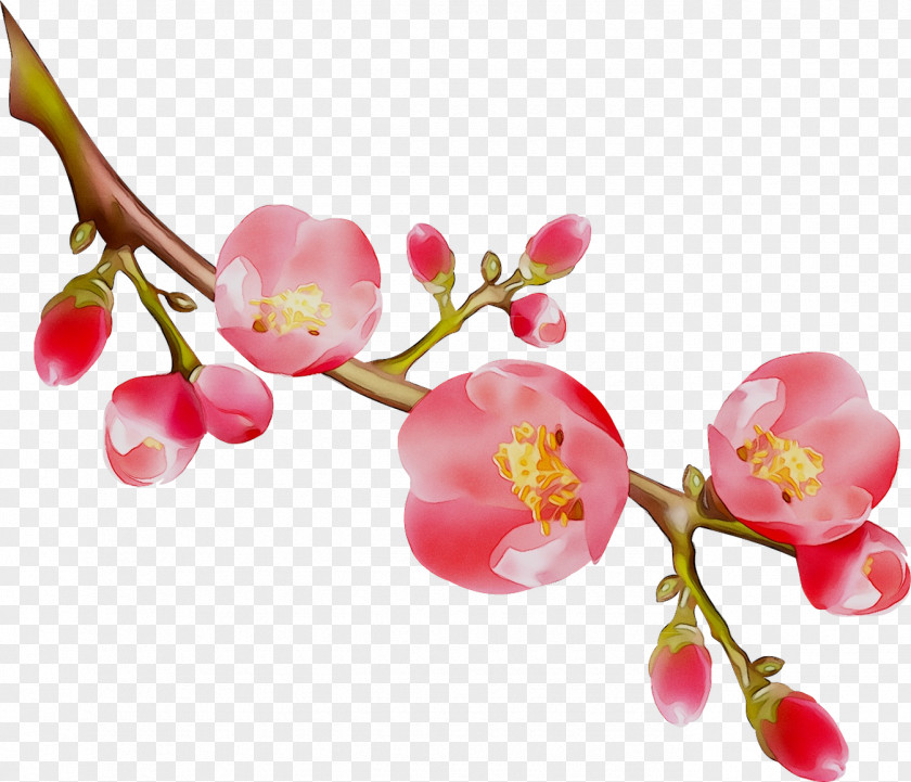 Cherries ST.AU.150 MIN.V.UNC.NR AD Cherry Blossom Pink M PNG