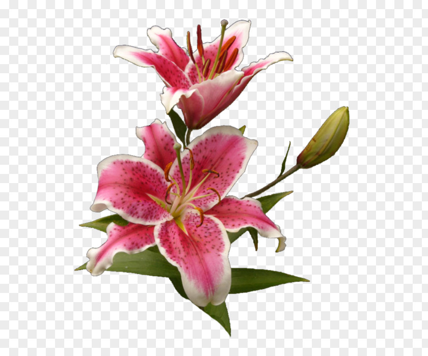 Flower Cut Flowers Tiger Lily Lilium PNG