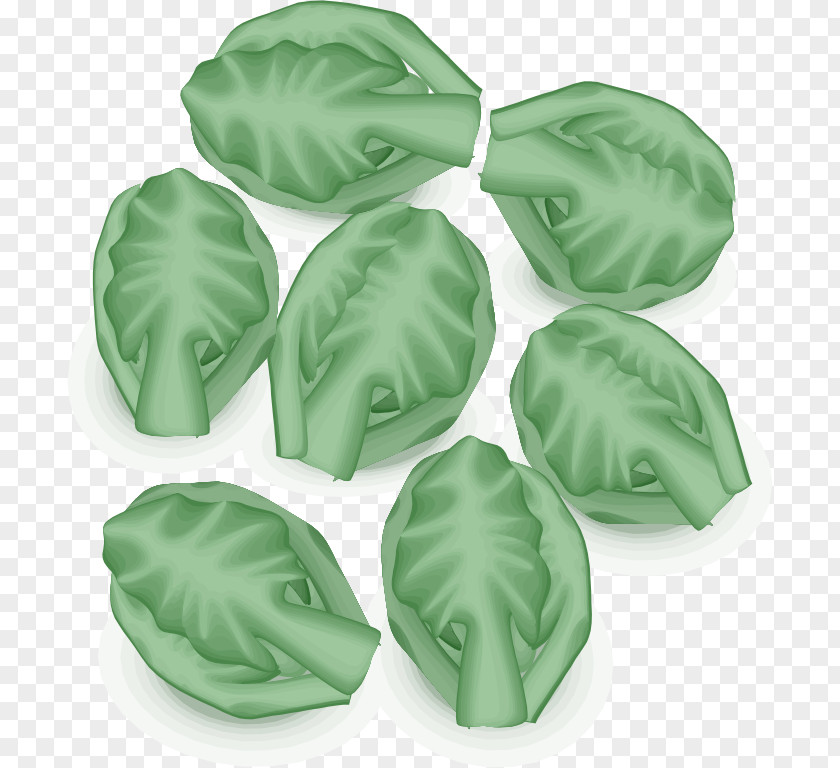 Sprout Brussels Vegetable Sprouting Clip Art PNG