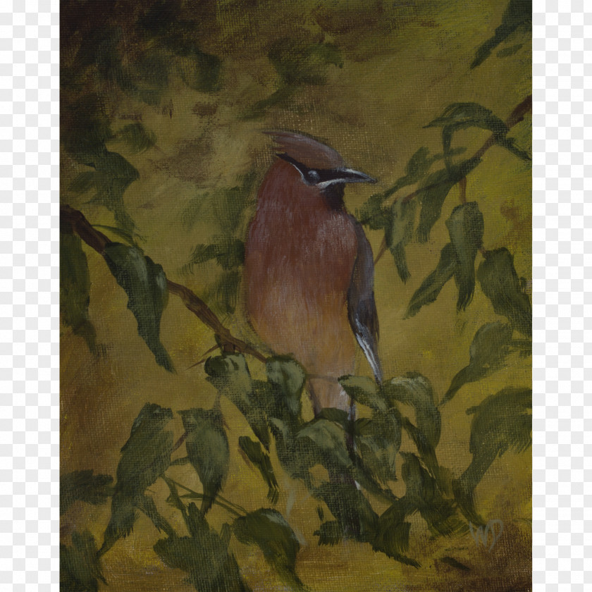 Cedar Watercolor Painting Waxwing Beak Art Museum PNG