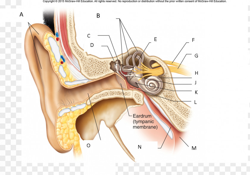 Ear Outer Oval Window Round Auricle PNG