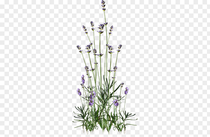 Flower English Lavender Web Browser Clip Art PNG