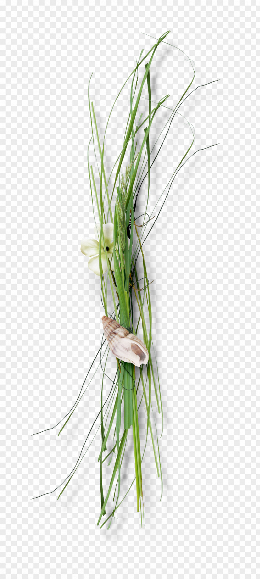 Grass Flowers Conch Download Floral Design PNG