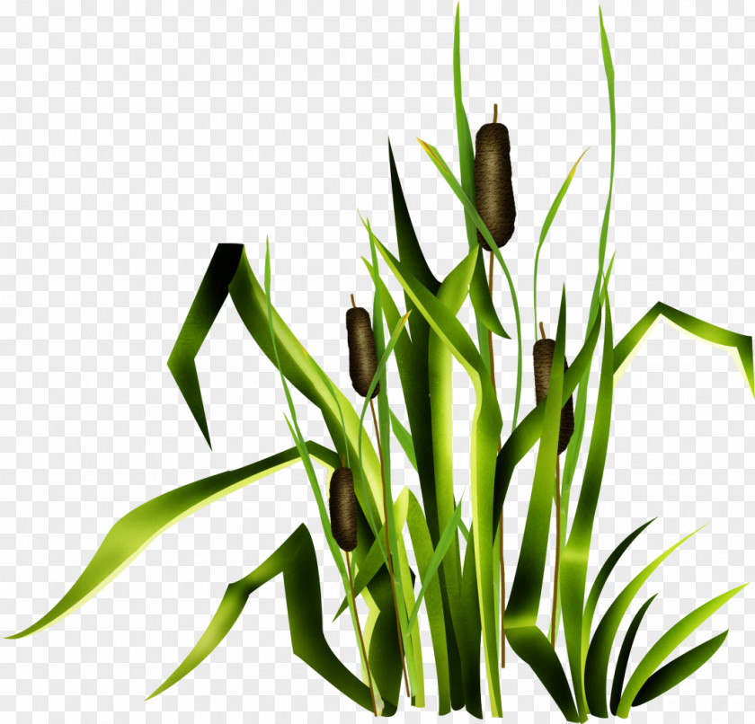 Green Flower Reed Download Clip Art PNG