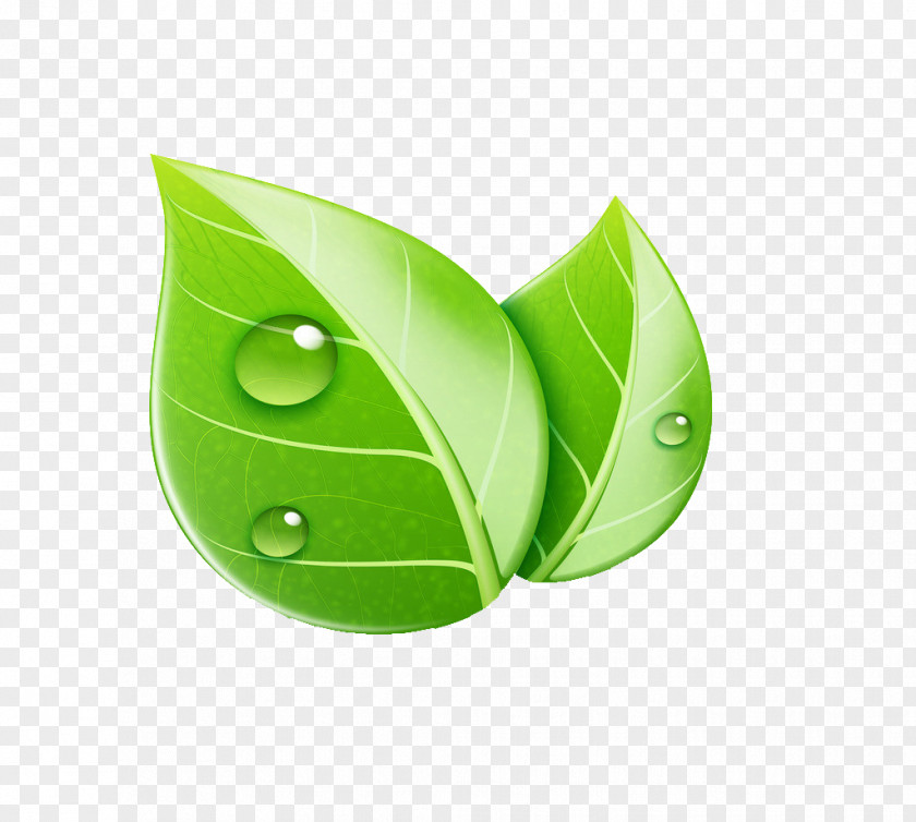 Leaf Royalty-free Ecology Illustration PNG