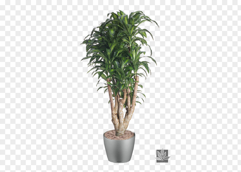 Plant Dracaena Fragrans Reflexa Var. Angustifolia Houseplant Dragon Tree Pruning PNG
