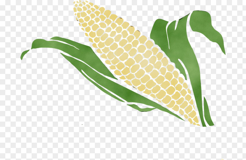 Arum Family Corn On The Cob Drawing Of PNG
