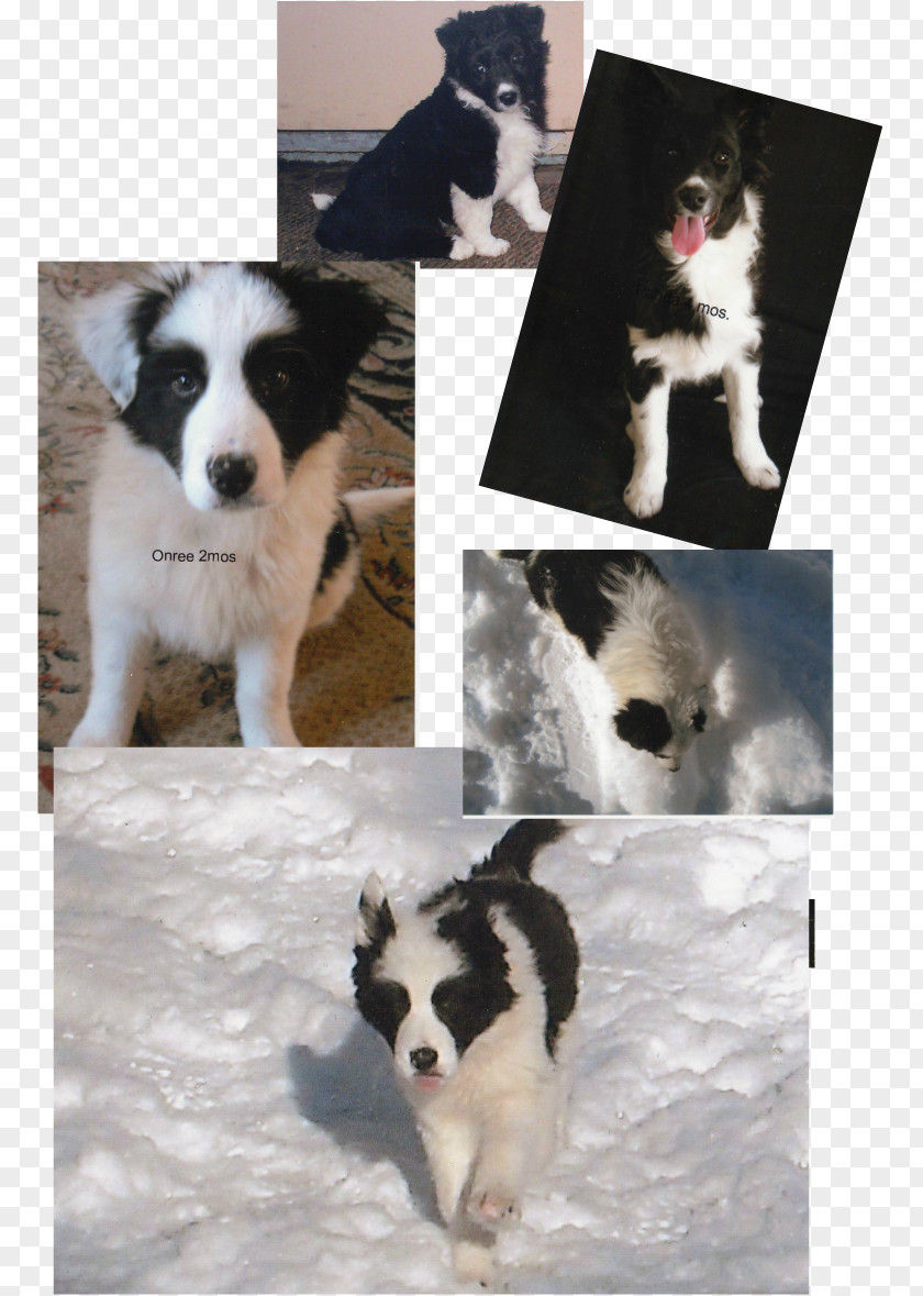 Bear Dog Breed Border Collie Karelian Rough PNG