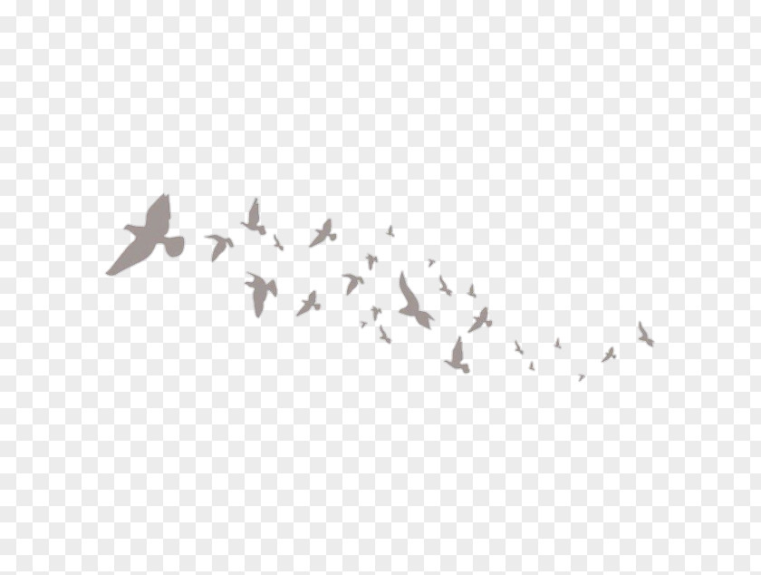 Bird Flight Flock Clip Art PNG