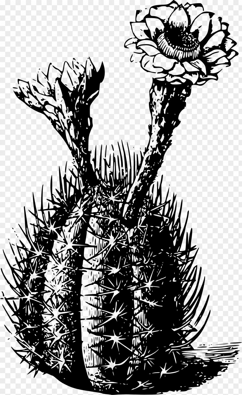 Cactus Cactaceae Plant Thorns, Spines, And Prickles PNG