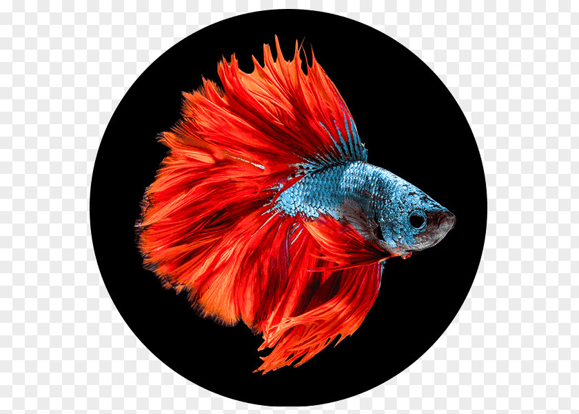 Siamese Fighting Fish Hopkins Public Aquarium PNG