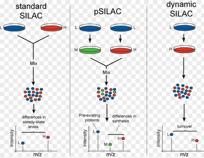 Stable Isotope Labeling By Amino Acids In Cell Culture Proteomics Isotopic Mass Spectrometry Proteome PNG