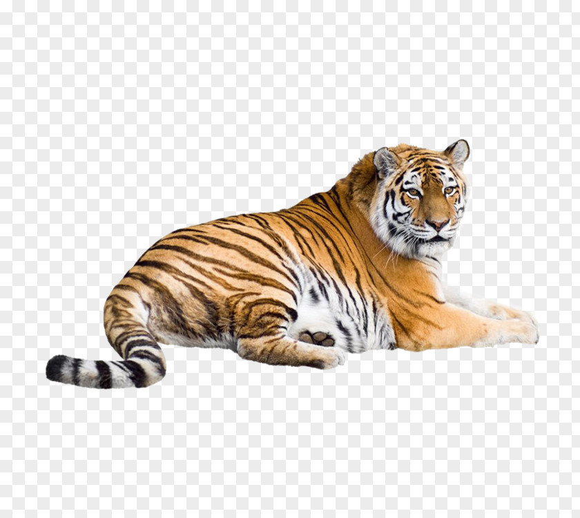 Tiger Siberian White Bengal Cat Wallpaper PNG