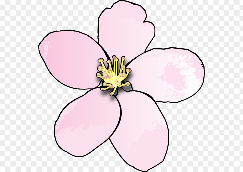 Blossoms Clipart Cherry Blossom Drawing Clip Art PNG
