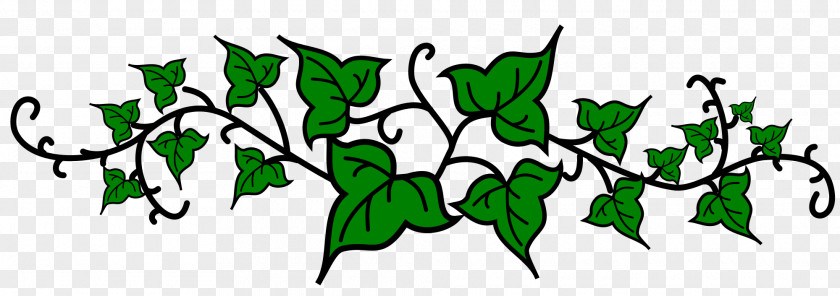 Common Ivy Clip Art PNG