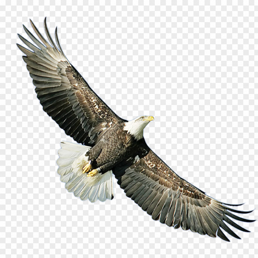 Eagle Bald Hawk Icon PNG
