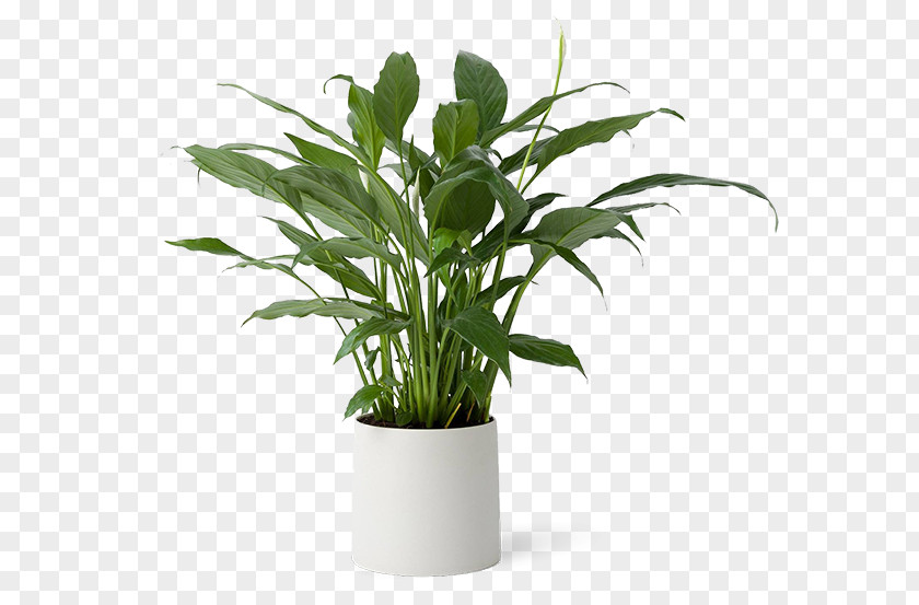 Leaf Flowerpot Houseplant Grasses Plant Stem PNG